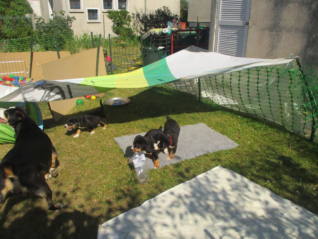 Du Goubelin Des Dunes Perchées - Les p'tits boubous en vadrouille dans le grand parc extérieur