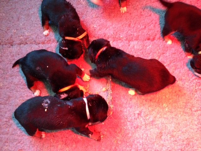 Du Goubelin Des Dunes Perchées - Premier jour de bouillie pour les bébés