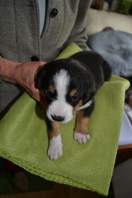 Du Goubelin Des Dunes Perchées - Bouvier de l'Entlebuch - Portée née le 12/04/2018
